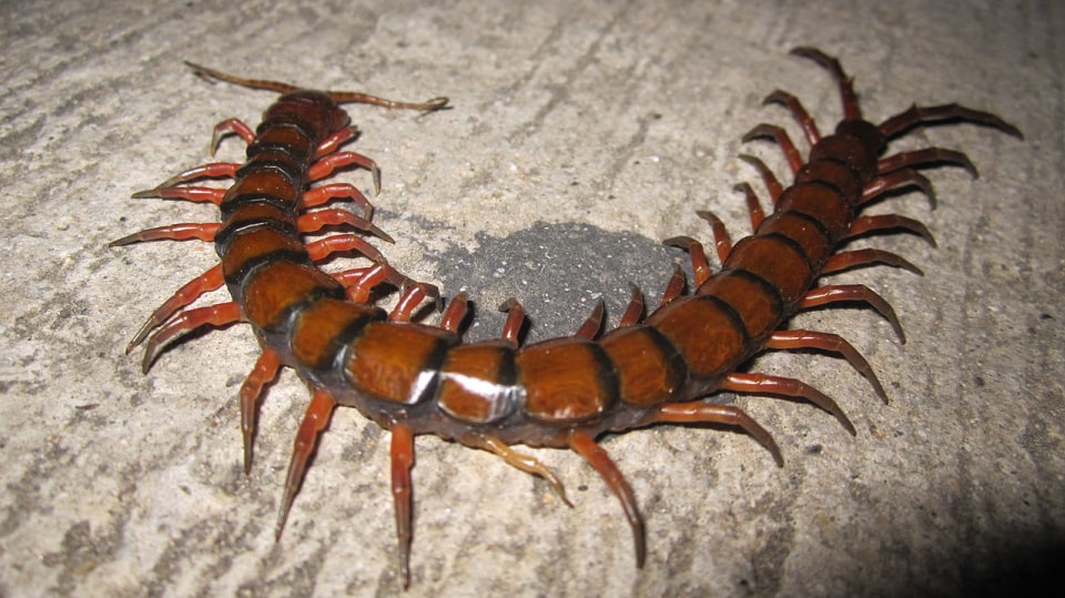 Stonoha (Scolopendra)